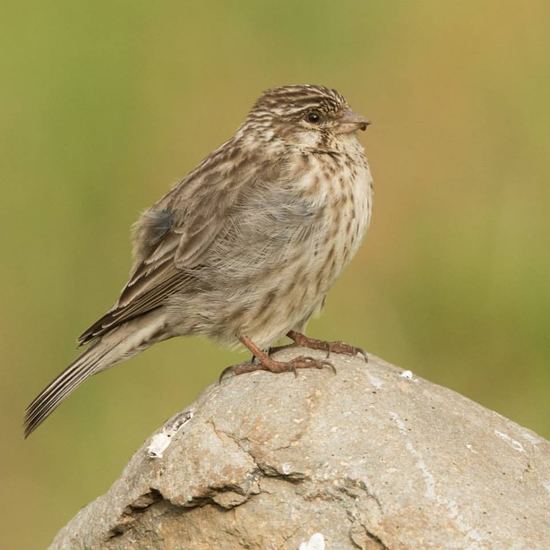 Ankober serin Ankober Serin BirdForum Opus