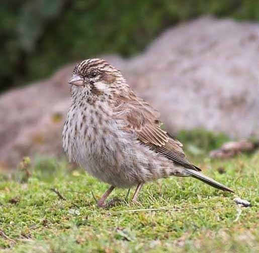 Ankober serin Surfbirds Birding Trip Report Ethiopia endemics eggs and dust