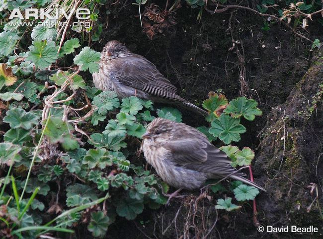 Ankober serin Ankober serin photo Serinus ankoberensis G135556 ARKive