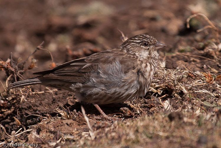 Ankober serin Ankober Serin Crithagra ankoberensis reffrpe200345