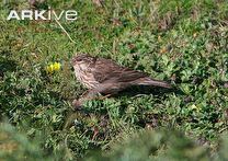 Ankober serin Ankober serin photo Serinus ankoberensis G140737 ARKive