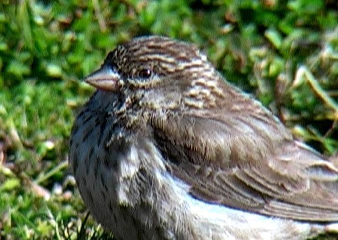 Ankober serin Ankober Serin Carduelis ankoberensis A close up the Internet