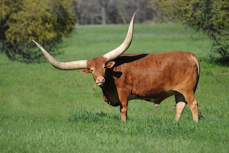 Ankole-Watusi Cattle of Kingsquot Three AnkoleWatusi Calves Born In Nyregyhza Zoo
