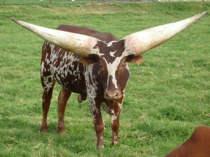 Ankole-Watusi Ankole Watusi Cattle International Series