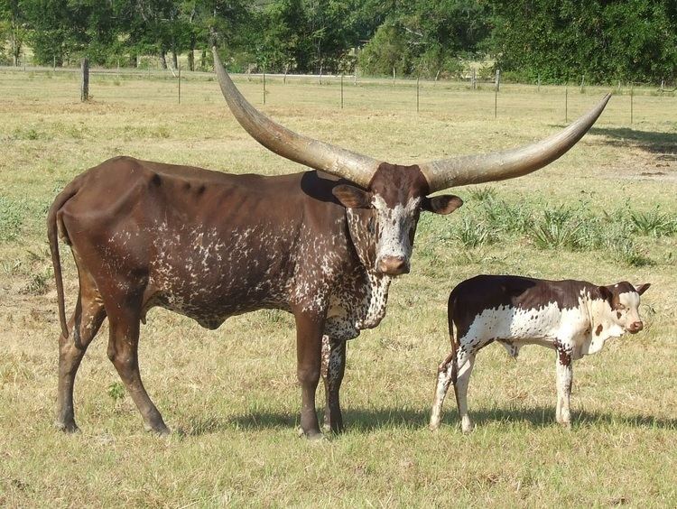 Ankole-Watusi The Bovine Practicum Horned Bulls and Lack Thereof