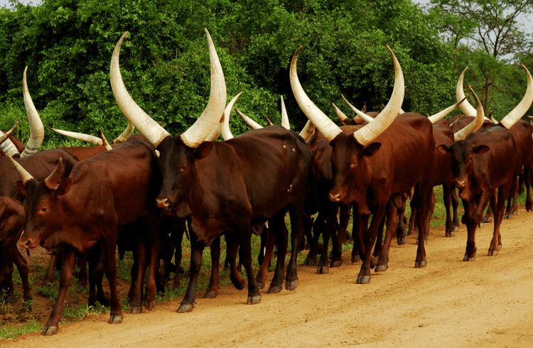 Ankole-Watusi The amazing AnkoleWatusi cattle 7 pics Amazing Creatures