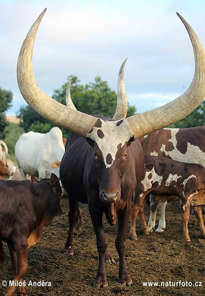 Ankole-Watusi Strange Biology The AnkoleWatusi is a breed of African cattle