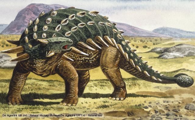 Ankylosauria BBC Nature Ankylosaurs videos news and facts