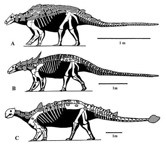 Ankylosauria Ankylosauria