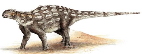 Ankylosauridae How Did the Ankylosaur Get Its Club Tail