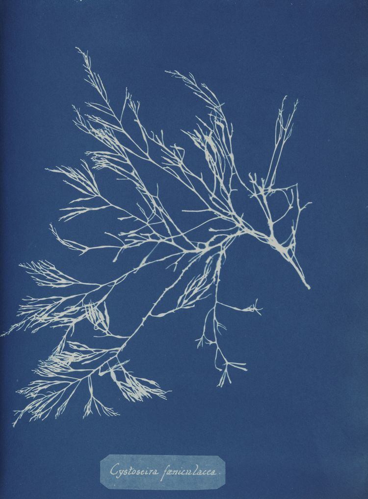 Anna Atkins Anna Atkins published the first book with photographs