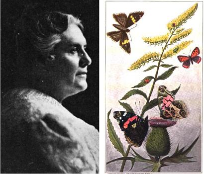 Anna Botsford Comstock Famous Female Entomologists Part 2 Anna Botsford Comstock