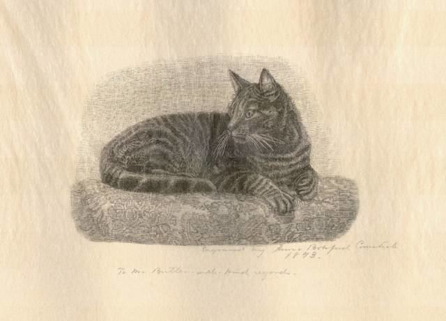 Anna Botsford Comstock Historica Botanica Recumbent Feline by Anna Botsford Comstock 1893