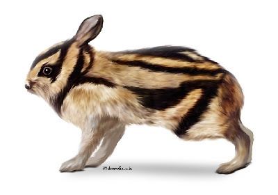 Annamite striped rabbit Species New to Science Mammalogy 2000 Nesolagus timminsi