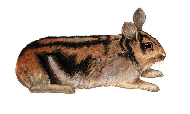 Annamite striped rabbit ADW Nesolagus timminsi INFORMATION