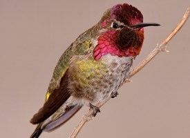 Anna's hummingbird Anna39s Hummingbird Identification All About Birds Cornell Lab of
