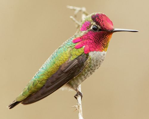 Anna's hummingbird httpshenryehooperfileswordpresscom201412a