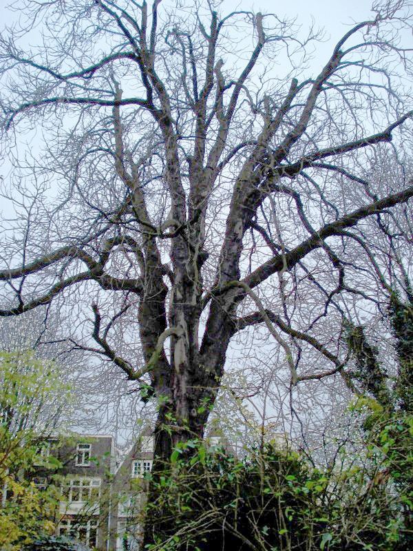 Anne Frank tree httpsuploadwikimediaorgwikipediacommons44