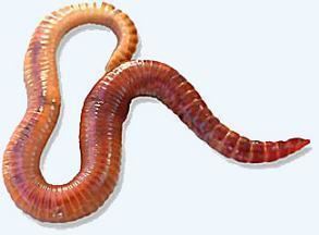 The circulatory fluid found in annelids and all vertebrates is called