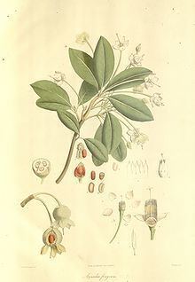 Anneslea fragrans httpsuploadwikimediaorgwikipediacommonsthu