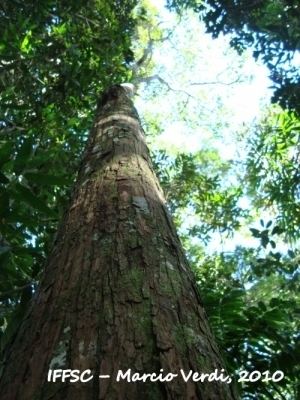 Annona cacans Annona cacans Useful Tropical Plants