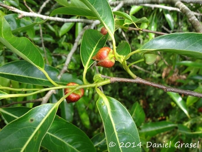 Annona cacans Flora Digital do Rio Grande do Sul e de Santa Catarina Annona cacans