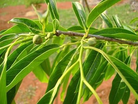 Annona cacans ANNONA CACANS