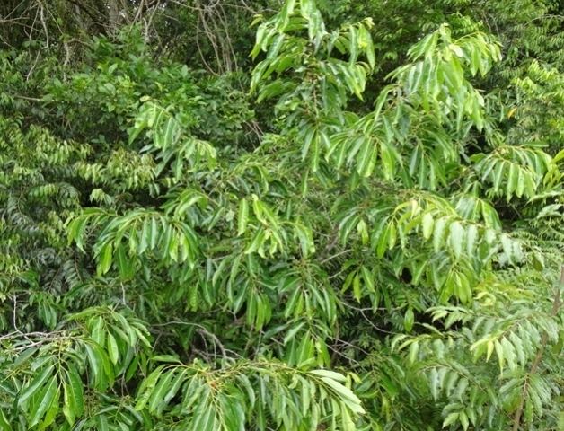 Annona cacans araticamcagaoannonacacanshtm