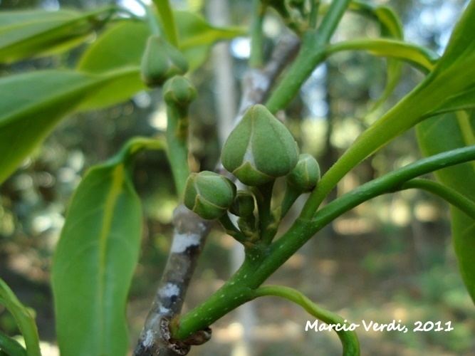 Annona cacans Annona cacans Images Useful Tropical Plants