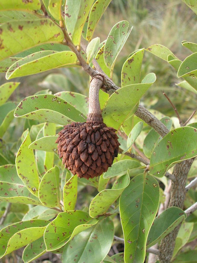 Annona crassiflora Annona crassiflora Annonaceae image 36426 at PlantSystematicsorg