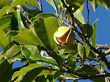 Annona montana httpsuploadwikimediaorgwikipediacommonsthu