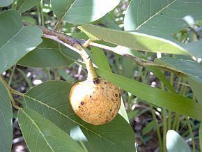 Annona senegalensis httpsuploadwikimediaorgwikipediacommonsthu