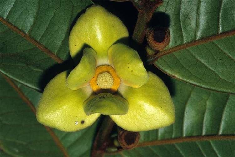 Annonaceae Neotropical Annonaceae Neotropikey from Kew