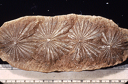 Annularia Fossil Record of the Sphenophyta