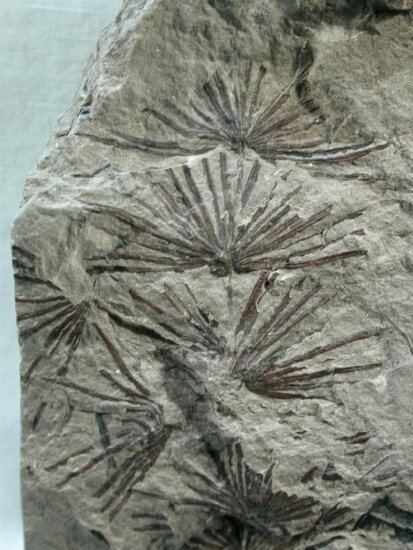 Annularia Annularia Plant Fossils