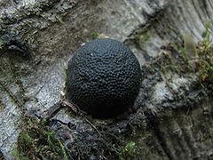 Annulohypoxylon httpsuploadwikimediaorgwikipediacommonsthu