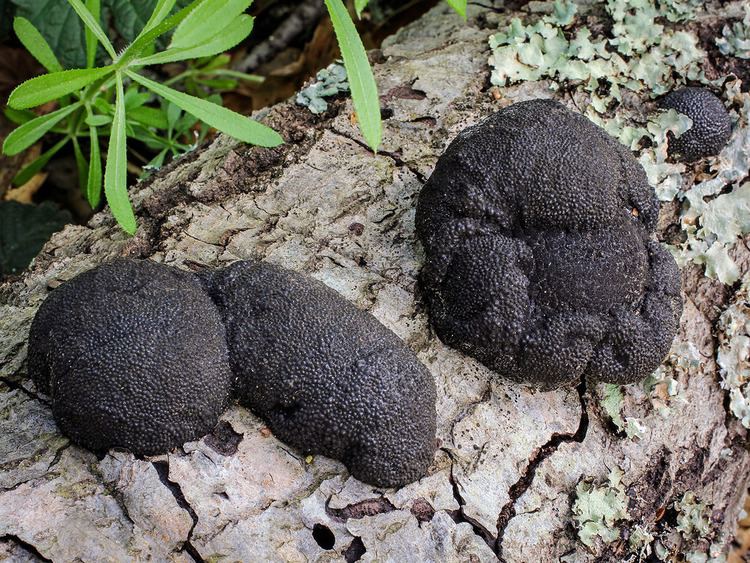 Annulohypoxylon California Fungi Hypoxylon thouarsianum