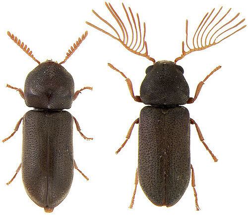 Anobiidae Ptilinus sp female left and male right Coleoptera Flickr