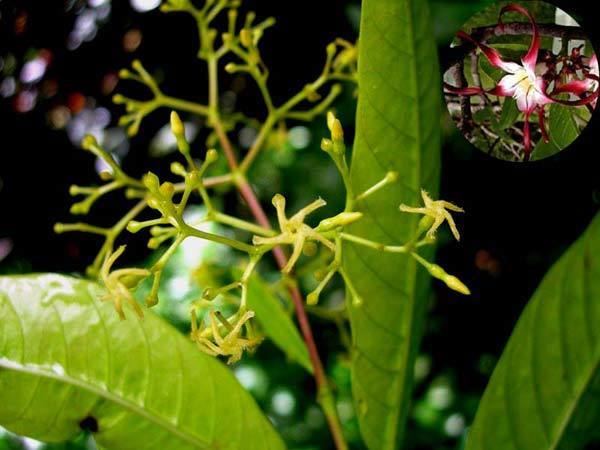Anodendron anodendronpaniculatumjpg