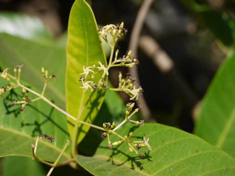 Anodendron Anodendron paniculatum efloraofindia