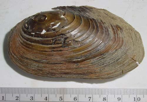 Anodonta The Xerces Society Freshwater mussels western floater Anodonta
