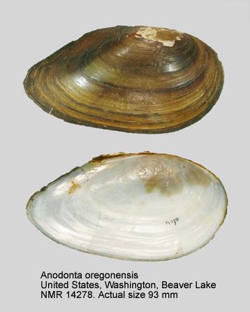 Anodonta HomeNATURAL HISTORY MUSEUM ROTTERDAM Mollusca Bivalvia