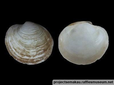 Anodontia philippiana lkcnhmnusedusgprojectsemakauimagesuploadsor