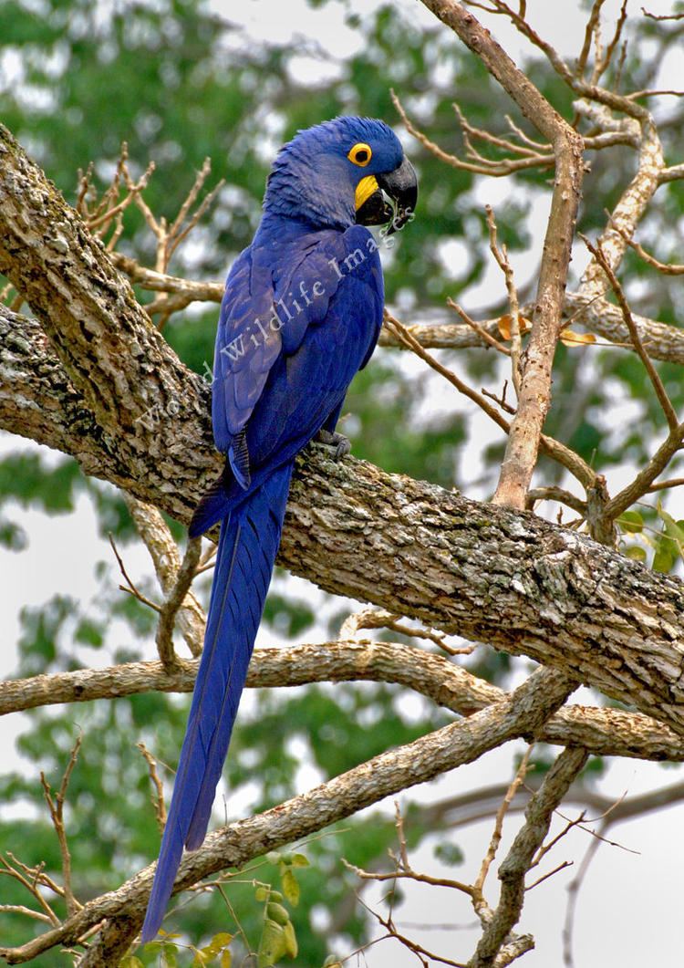 Anodorhynchus Anodorhynchus hyacinthinus Hyacinth Macaw0443 c Greg and Yvonne