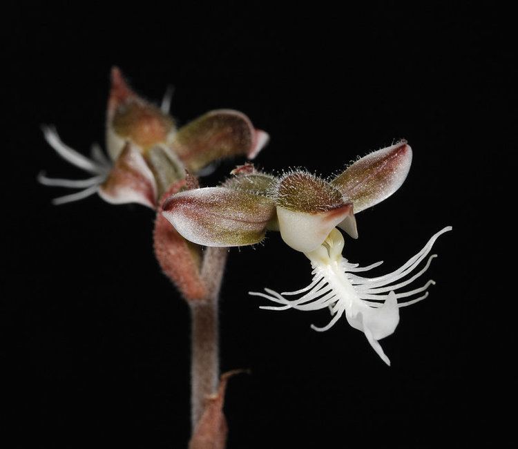 Anoectochilus setaceus 1000 images about jewel orchids on Pinterest