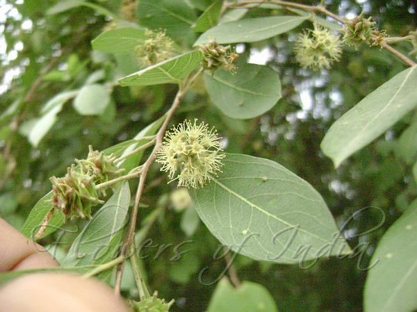 Anogeissus Anogeissus acuminata Buttontree