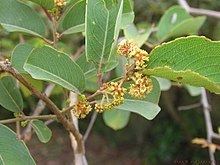 Anogeissus latifolia httpsuploadwikimediaorgwikipediacommonsthu