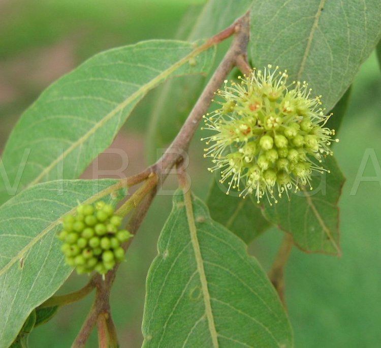 Anogeissus leiocarpa wwwvirbogadepicsbig006912jpg