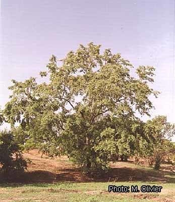 Anogeissus leiocarpa Protabase Record