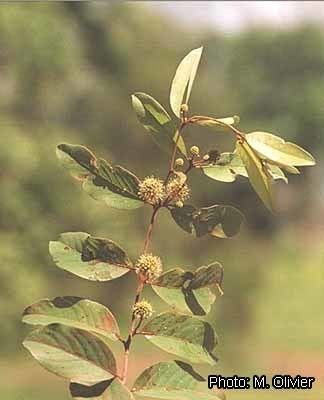 Anogeissus leiocarpa Protabase Record